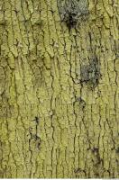 tree bark 0003